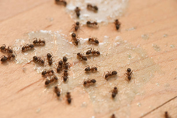 Best Best Pest Control Companies  in Centerville, MN